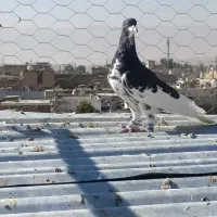 کبوتر یال گلدار نر|پرنده|فسا, |دیوار