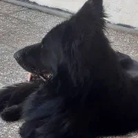 ژرمن شپرد موبلند شولاین|سگ|ساری, |دیوار