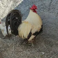 خروس محلی اصل