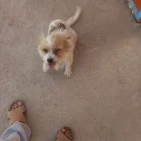 سگ.خونگی