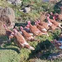 بوقلمون بوربون طبیعی