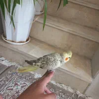 سالم ورام و دستی
