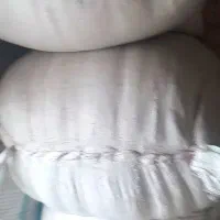 گاه خورد شده گندم