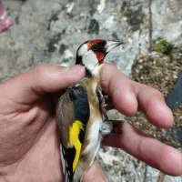 سهره نر روسی محاجر