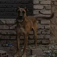 سگ افغان نر