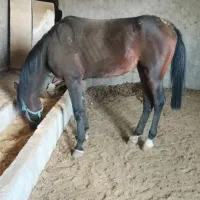 اسب نریان جوان 4 ساله