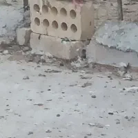 دوکت پلنگ نر|پرنده|انگوران, |دیوار