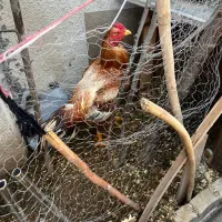 خروس لاری و سه عدد مرغ تخم گذار لاری