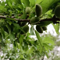 باغ شفیع اباد|فروش زمین و ملک کلنگی|قزوین, |دیوار