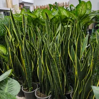 سانسوریا شمشیری ابلق در بندرعباس|گل و گیاه طبیعی|بندرعباس, |دیوار