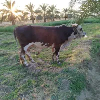 دوتا جلب سر حال برای گشتار