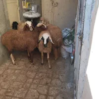 6عددبره ماده جفتی 22 ملیون مقتوع|حیوانات مزرعه|مریوان, |دیوار