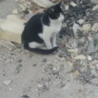 دوتا بچه گربه ناز تاکسیدو برای سرپرستی|گربه|خرم‌آباد, |دیوار