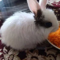 بچه خرگوش ناز و دستی