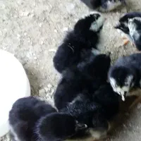 جوجه لاری