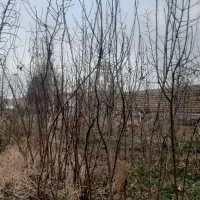 نهال توت، بادام، گلابی