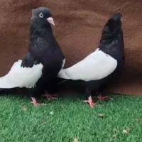 جفت سینه سیاه خوشکل و درجه۱