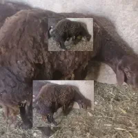 بره قوچی هموافشار