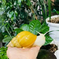 حلزون آچاتینا