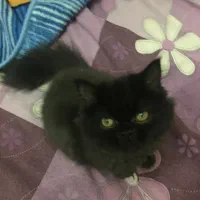 گربه پرشین مشکی ماده