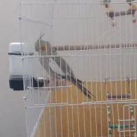 عروس هلندی ماده