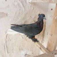 کبوتر رنگی|پرنده|قم, هنرستان|دیوار