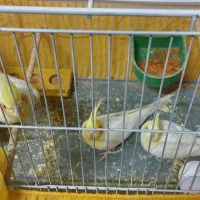 یه جفت مرغ عشق انگلسی یه جفت عروس هلندی لوتینو|پرنده|یزد, |دیوار