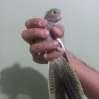 جوجه عروس هلندی