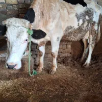 گاو وگوساله سمیتال