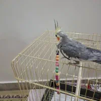 عروس هلندی نر مست|پرنده|تهران, کرمان|دیوار