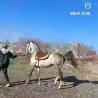 کره نریان ۱۴ ماه شجره دار پر خون|اسب و تجهیزات اسبسواری|ملایر, |دیوار