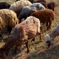 گوسفند بره دار|حیوانات مزرعه|گرمی, |دیوار