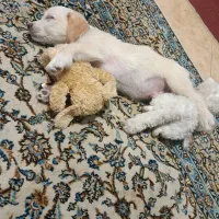 توله سگ اشپیتز پاکوتاه ۳ ماهه