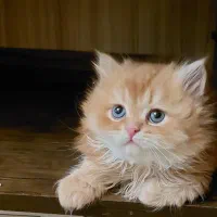 گربه اسکاتیش بریتیش|گربه|کرج, عظیمیه|دیوار