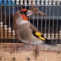 سهره کرمانی گلچین|پرنده|شهر بابک, |دیوار