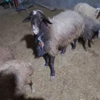 یک عدد قوچ سه شیره تخمی خوشتیپ