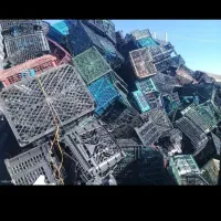 خریدار سبد میوه ضایعات