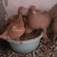 جفتی یهودی دم سفید|پرنده|کرمان, |دیوار