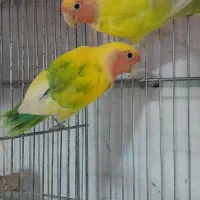 طوطی گرینچیک|پرنده|محمدیه-قزوین, |دیوار