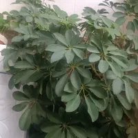 گل شفلرا