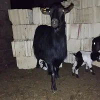 بز دورگ محلی|حیوانات مزرعه|آزادشهر, |دیوار