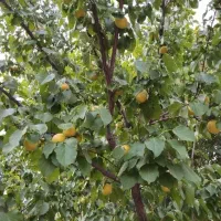 فروش باغ باقیمت بسیار استثنایی