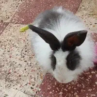 خرگوش