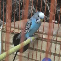 پرنده  مرغ عشق ۳تا