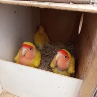 کتوله صورت هلویی
