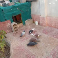 5تا کبوتر فروشی|پرنده|جغتای, |دیوار