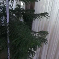 ۴۰۰۰۰۰۰تومان|گل و گیاه طبیعی|مرند, |دیوار