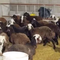 گوسفند زنده بره و بزغاله نر گوشتی 25 تا 50 کیلو