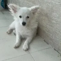 سگ بازیگوش شناسنامه دار