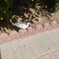 کبوتر